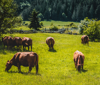 Visions de treball d’un producte andorrà